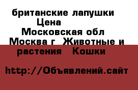 британские лапушки › Цена ­ 6 000 - Московская обл., Москва г. Животные и растения » Кошки   